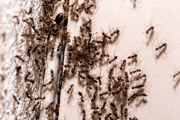 Ant Control